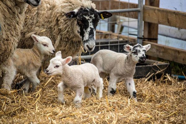 Willows Activity Farm Sheep and Lambs February Frolics
